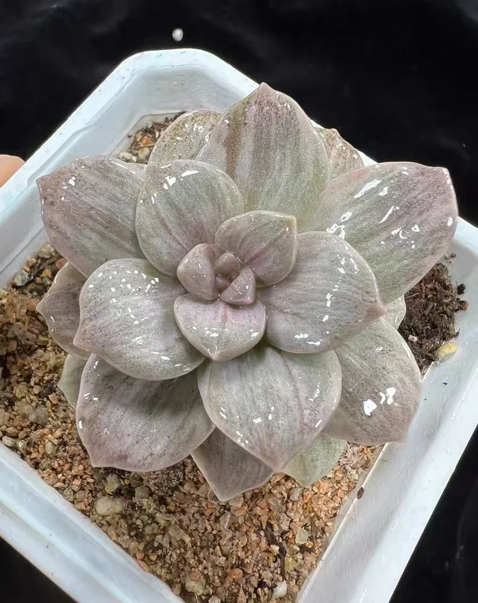 plant Aeonium Echeveria Haworthia  Caudex  Lithops Cactus  Agave 