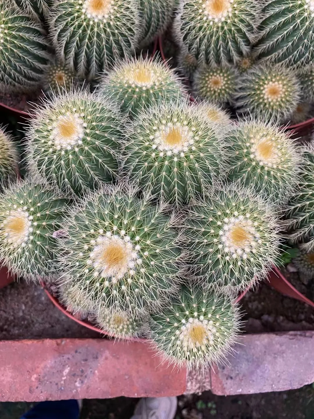 plant Aeonium Echeveria Haworthia  Caudex  Lithops Cactus  Agave 