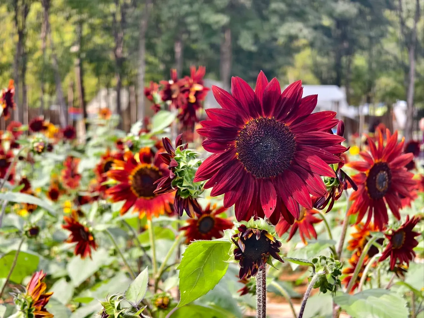 Red Wave Hybrid Sunflower Seeds