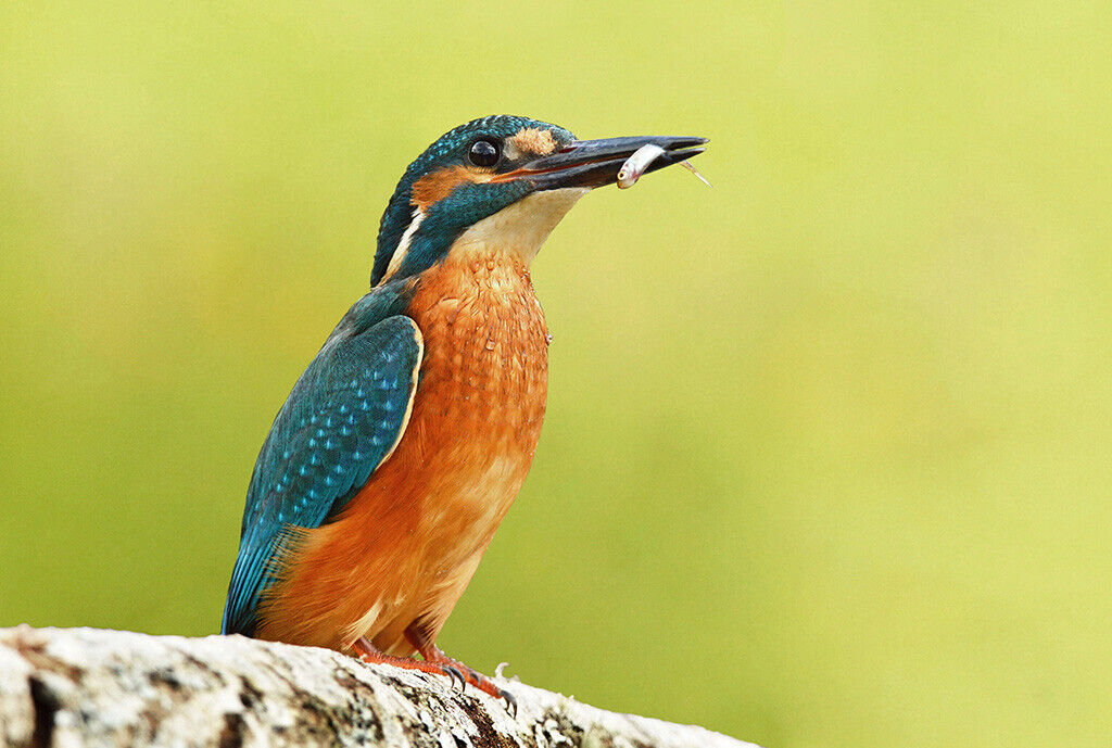 Kingfisher with catch Wildlife 12x8 inch print picture