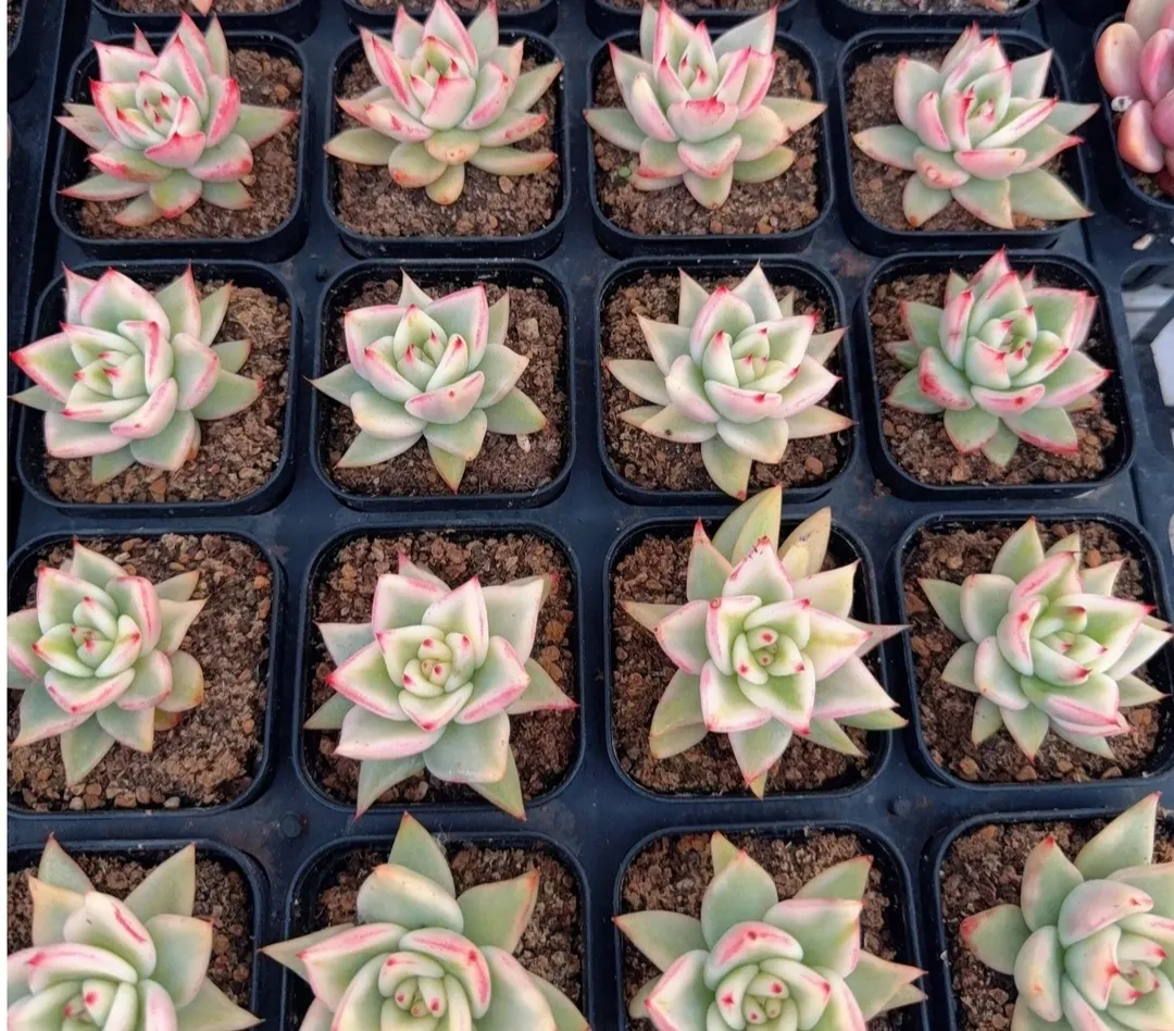 plant Aeonium Echeveria Haworthia  Caudex  Lithops Cactus  Agave 