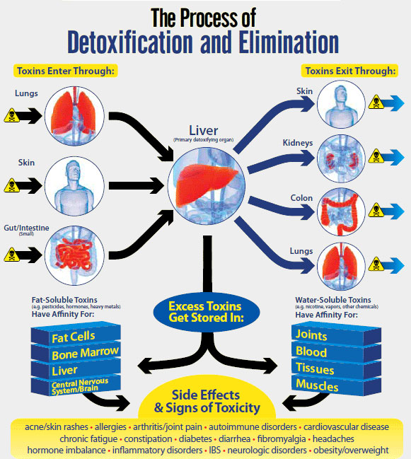The Incredible Benefits of Detoxing Your Liver - detoxforlife.biz