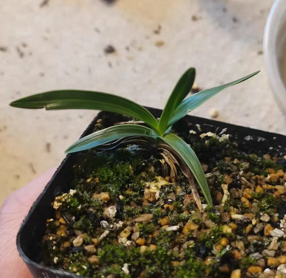 plant Aeonium Echeveria Haworthia  Caudex  Lithops Cactus  Agave 