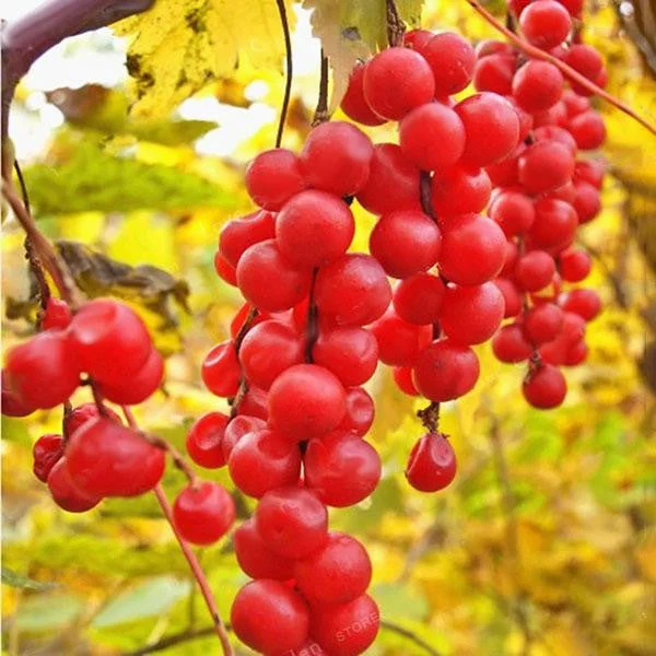 Egrow 50Pcs（100Pcs）/Pack Schisandra Seeds Chinese Magnolia Vine Edible Garden Fruit Tree Seed