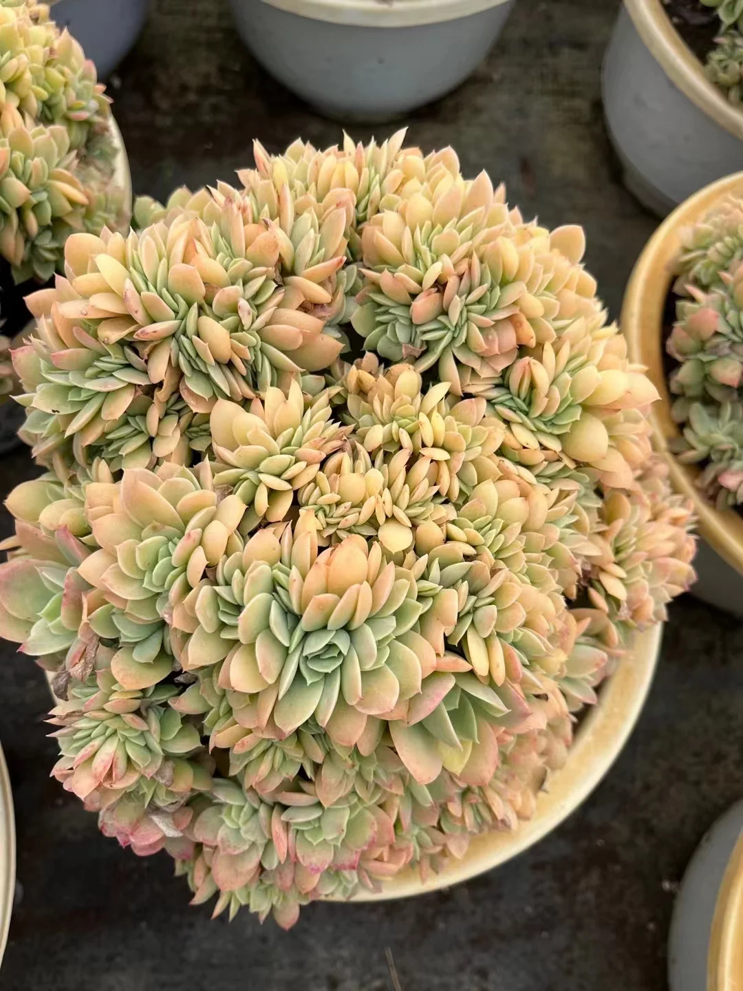 733.   skill veils crested  8-10cm / Echeveria / Succulent plants / Garden landscape / Carefully select healthy plants