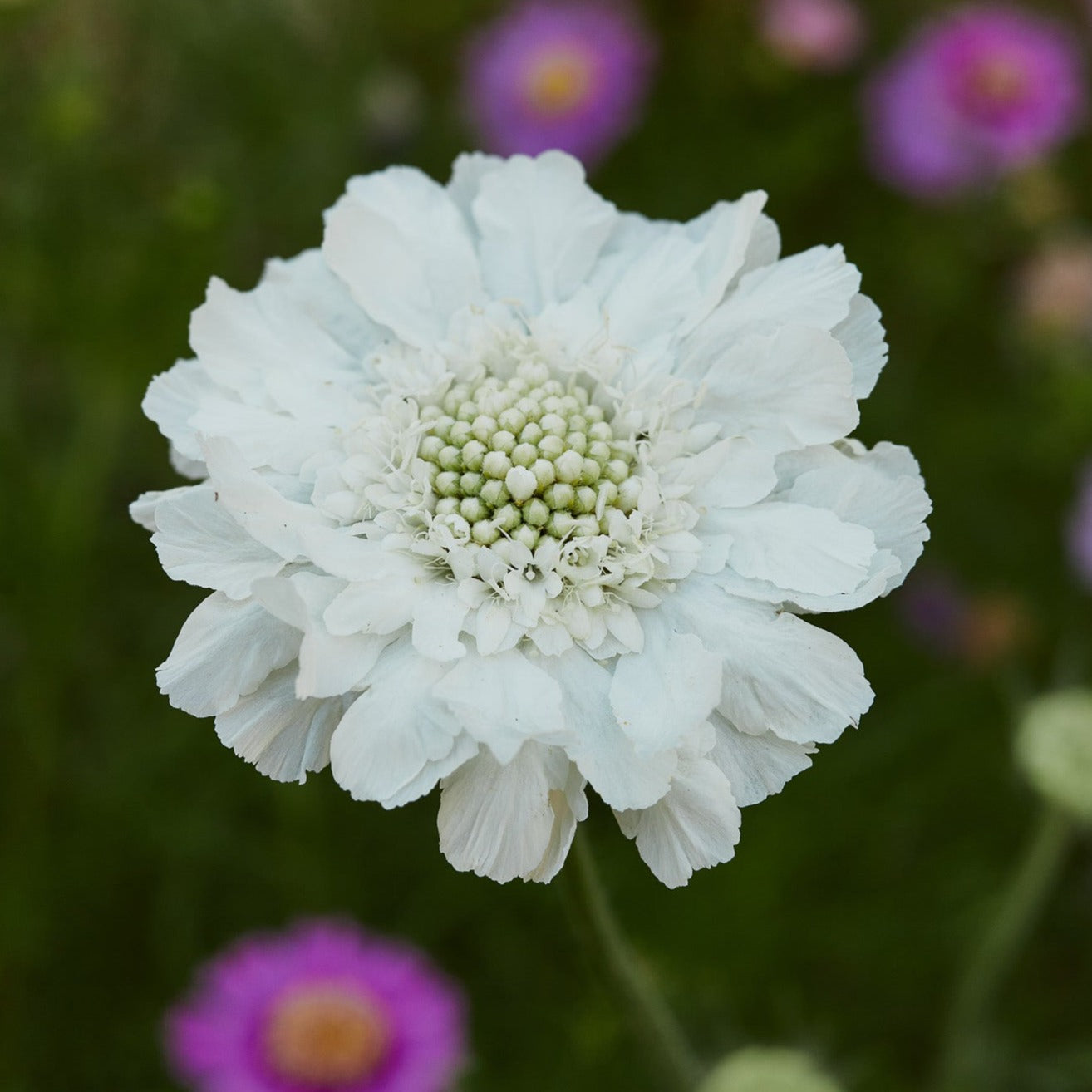 Scabiosa Fama White Perennial Flower | X 15 Seeds (NOT TO WA)