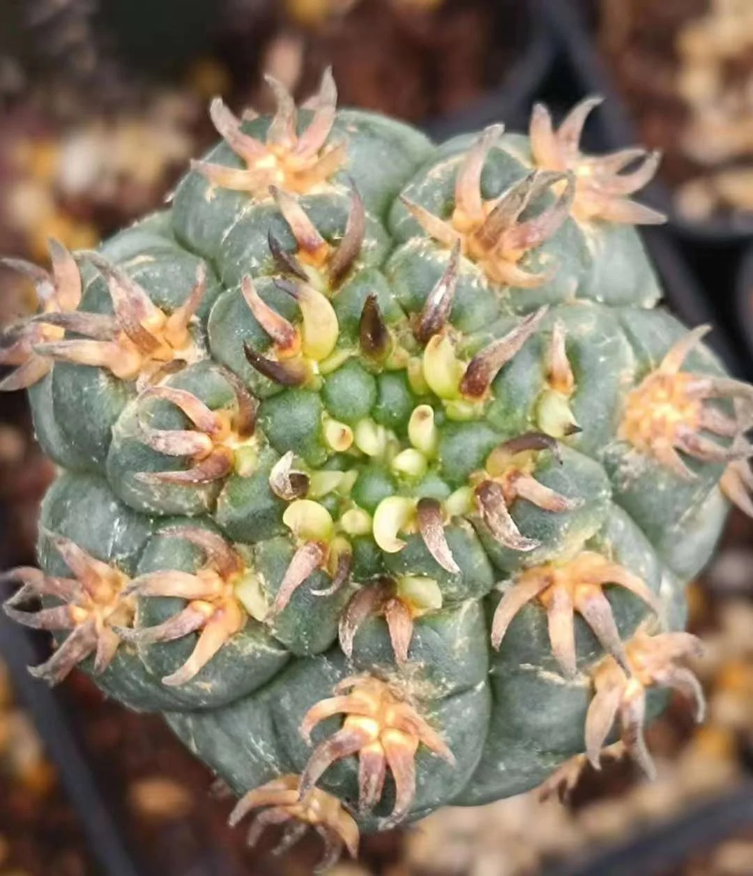 677.  GYMNOCALYCIUM spegazzinii v.unguispinum /Cactus plants  / Succulent plants/Garden landscape / Carefully select healthy plants