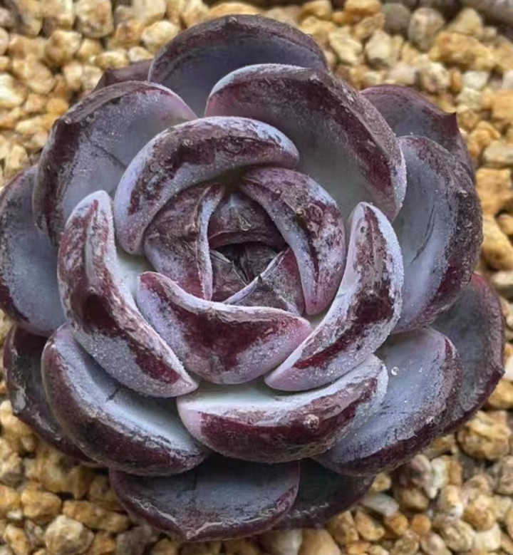 plant Aeonium Echeveria Haworthia  Caudex  Lithops Cactus  Agave 