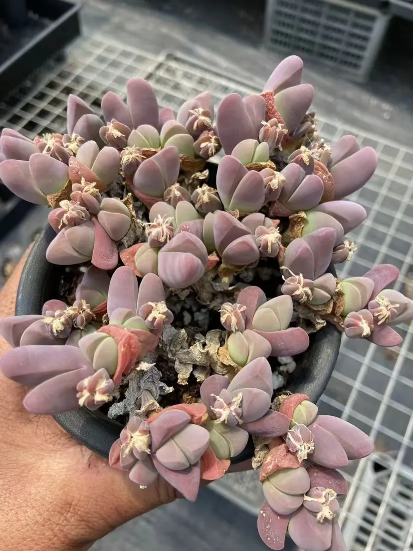 plant Aeonium Echeveria Haworthia  Caudex  Lithops Cactus  Agave 