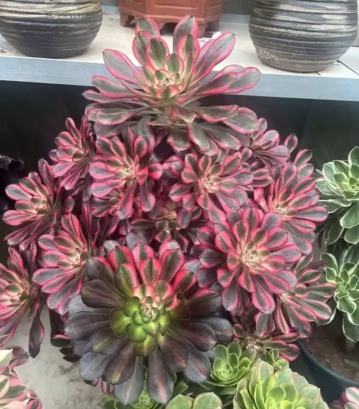 plant Aeonium Echeveria Haworthia  Caudex  Lithops Cactus  Agave 