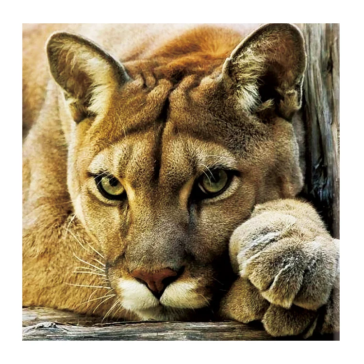Animal 14CT Counted Cross Stitch 40*40CM