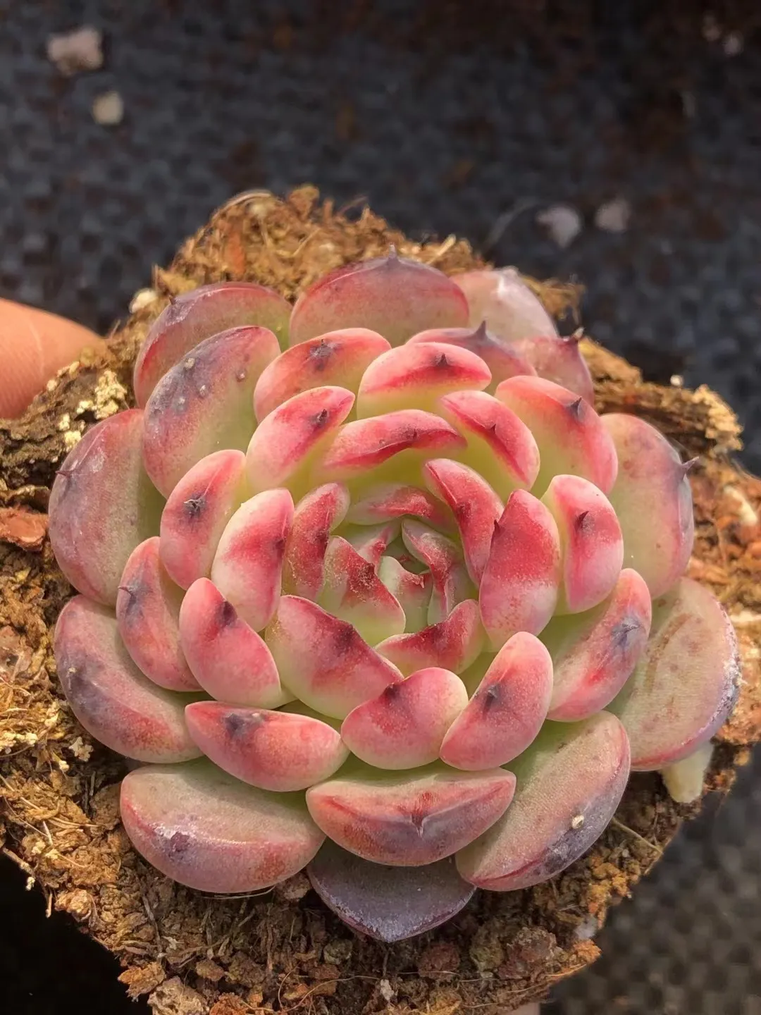 plant Aeonium Echeveria Haworthia  Caudex  Lithops Cactus  Agave 