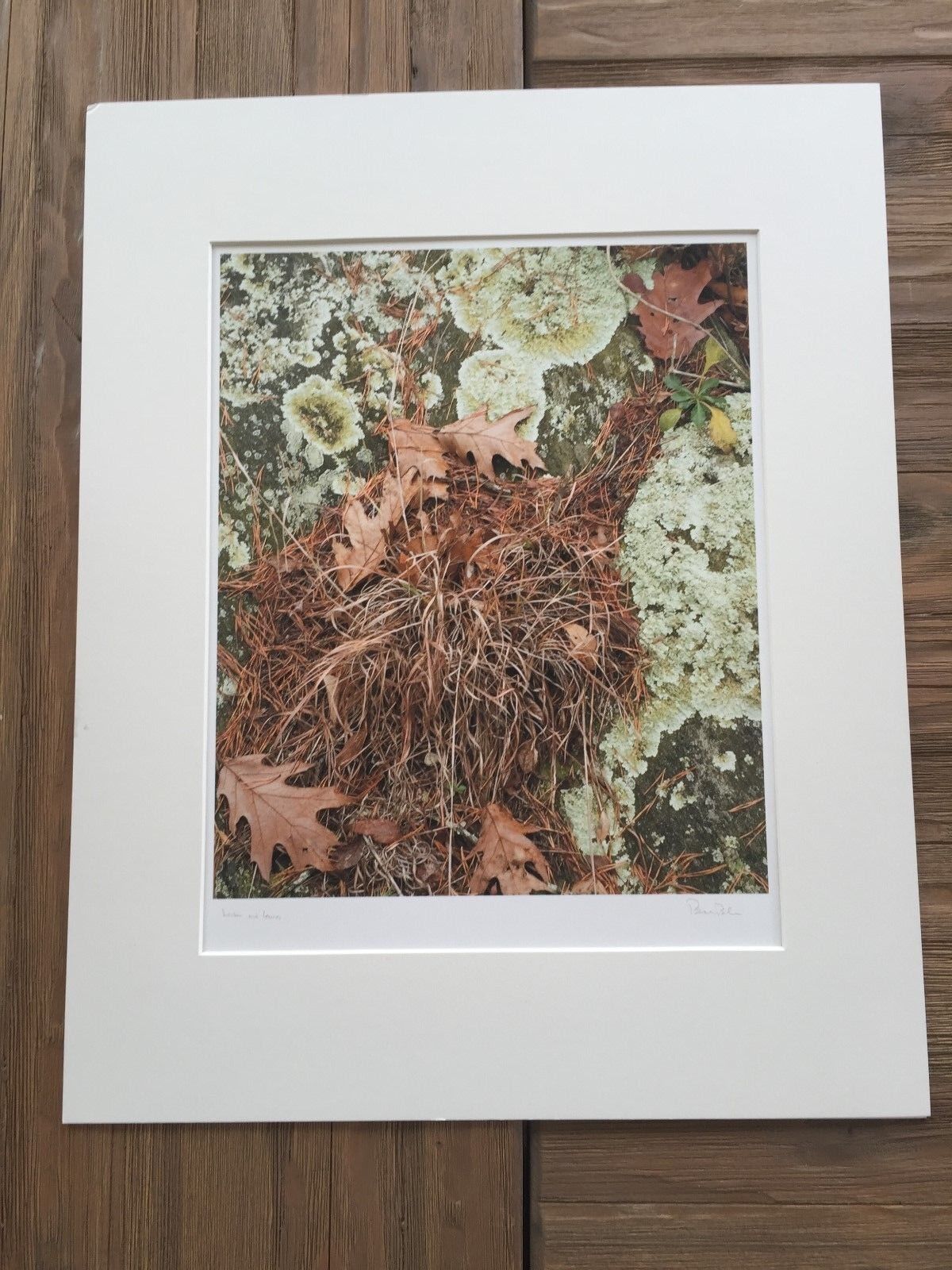 Bruce Blum Signée Couleur Photo Poster painting Imprimé (10 1/5.1cmX 33cm)  Lichen Et Feuilles