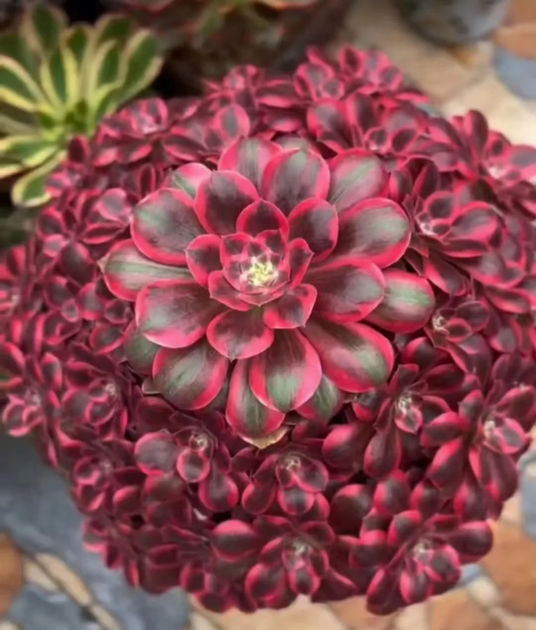 30.  Pink fairy  cluster 18-22cm 8 heads / Aeonium cluster/ Aeonium plants / Garden landscape / Carefully select healthy plants