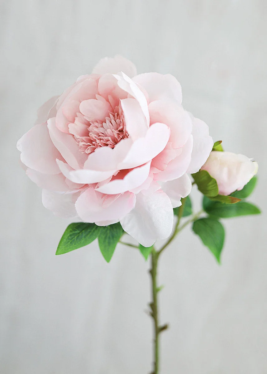 Silk Peony in Light Pink - 24"