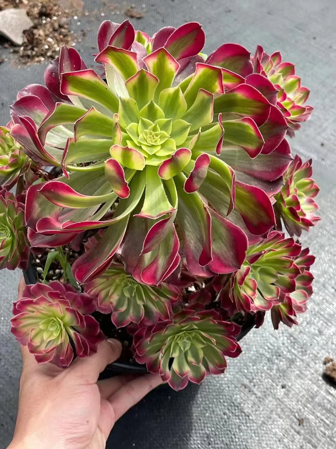 126.1 Zhu Rong cluster 12-15cm 8 heads  / Aeonium / Succulent plants / Garden landscape / Carefully select healthy plants