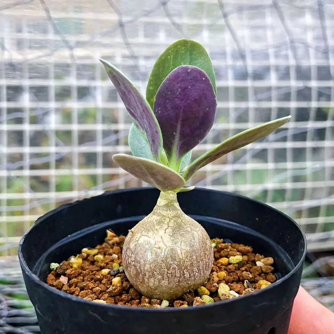 plant Aeonium Echeveria Haworthia  Caudex  Lithops Cactus  Agave 