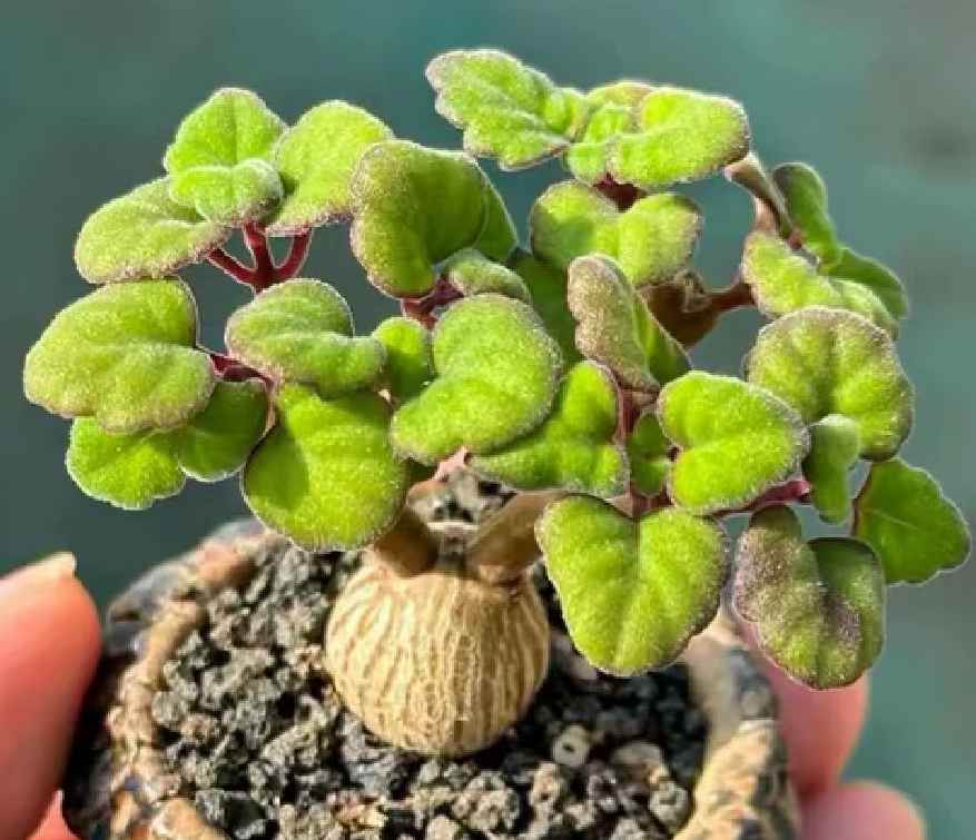plant Aeonium Echeveria Haworthia  Caudex  Lithops Cactus  Agave 