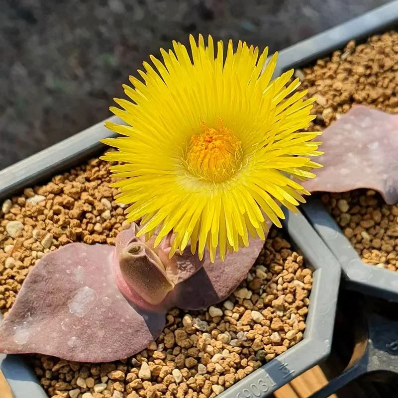1081.Cheiridopsis peculiaris 3-4cm/ Lithops and Conophytum  /  Succulent plants / Garden landscape / Carefully select healthy plants