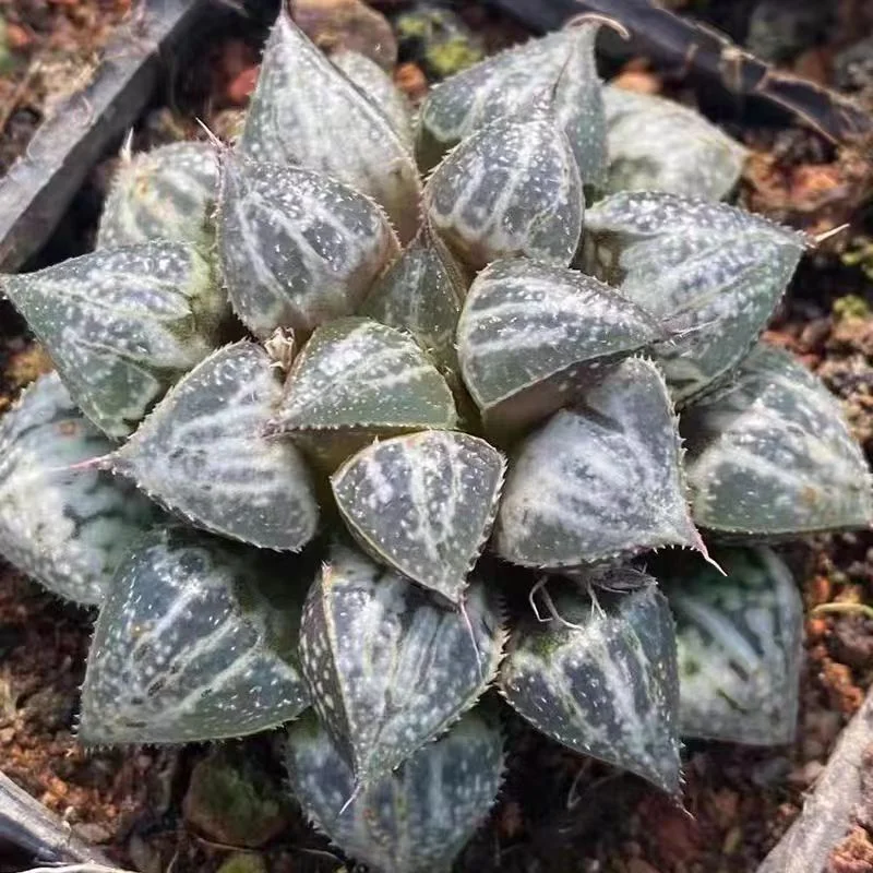 hts19.Haworthia Splendens Yuki Keshiki (Snow Scene) 3-4cm/ Haworthia/ Succulent plants / Garden landscape / Carefully select healthy plants