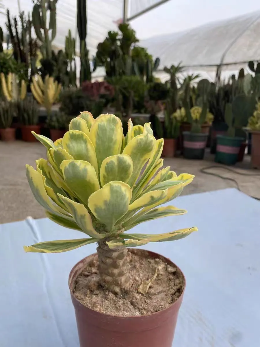 plant Aeonium Echeveria Haworthia  Caudex  Lithops Cactus  Agave 