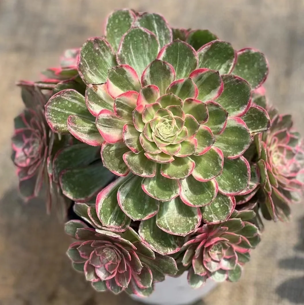 plant Aeonium Echeveria Haworthia  Caudex  Lithops Cactus  Agave 