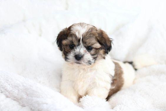 lifelike shih tzu