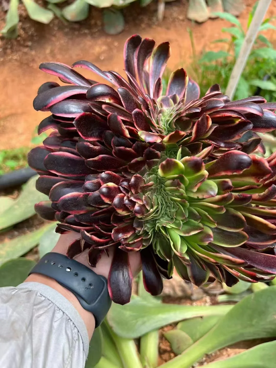   156.  Super bang crested .  /Aeonium  plants/ Succulent plants / Garden landscape / Carefully select healthy plants
