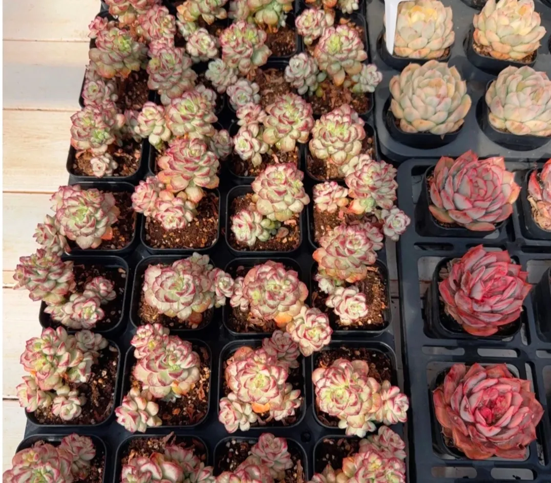 plant Aeonium Echeveria Haworthia  Caudex  Lithops Cactus  Agave 