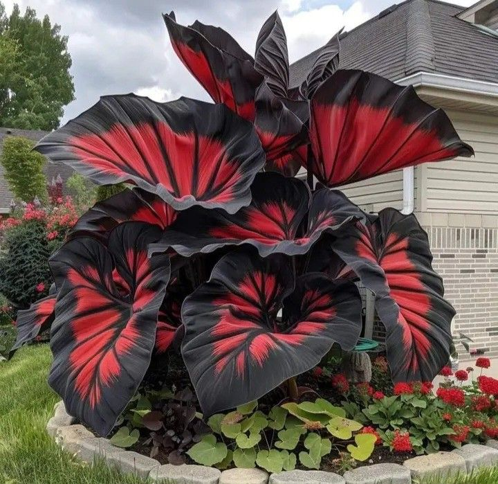 Scarlet Shadow-Giant Alocasia Bulbs🍃Transform Your Space with Tropical Majesty