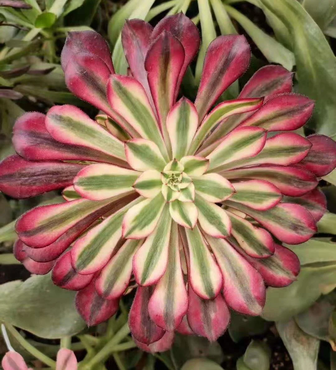 185. Aeonium Garnet white brocade  single head and cutting / Aeonium / Succulent plants  / Garden landscape / Carefully select healthy plants