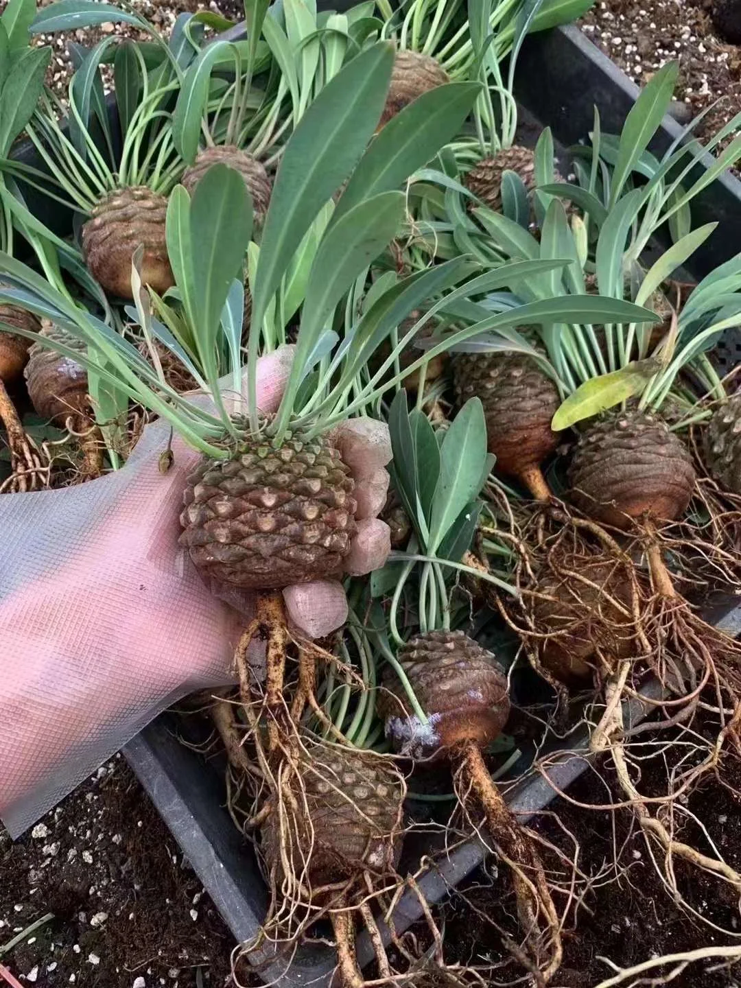 plant Aeonium Echeveria Haworthia  Caudex  Lithops Cactus  Agave 