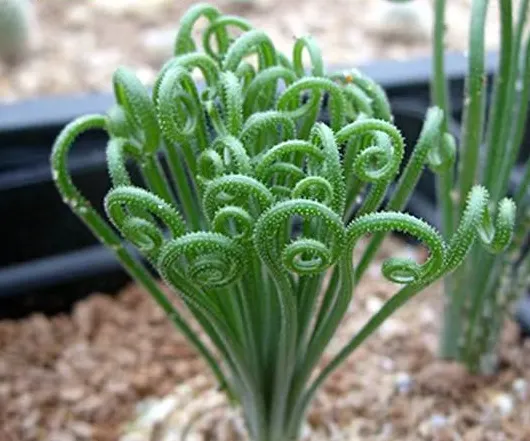 plant Aeonium Echeveria Haworthia  Caudex  Lithops Cactus  Agave 