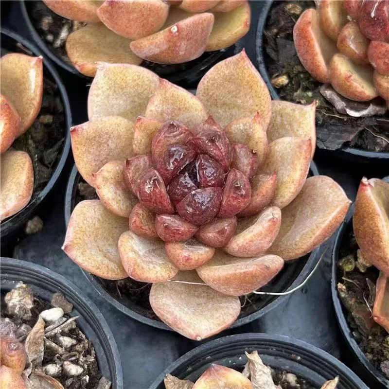 plant Aeonium Echeveria Haworthia  Caudex  Lithops Cactus  Agave 