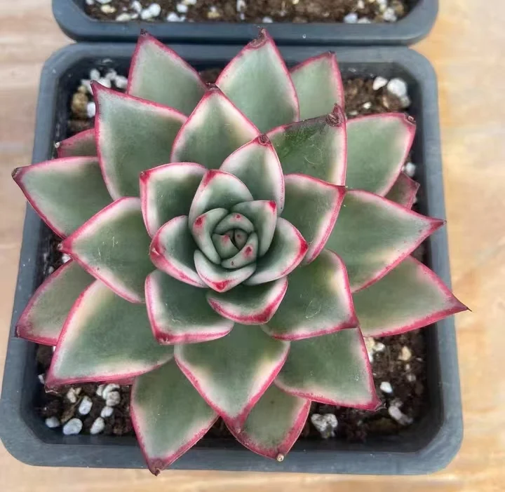 plant Aeonium Echeveria Haworthia  Caudex  Lithops Cactus  Agave 