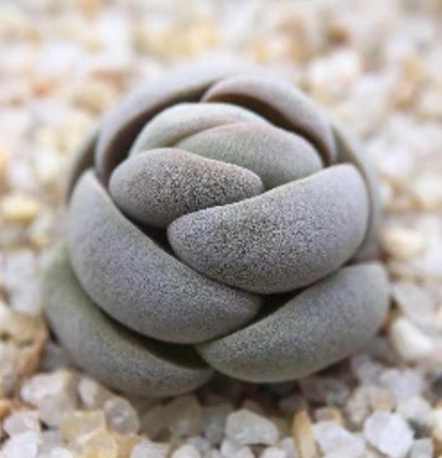 plant Aeonium Echeveria Haworthia  Caudex  Lithops Cactus  Agave 