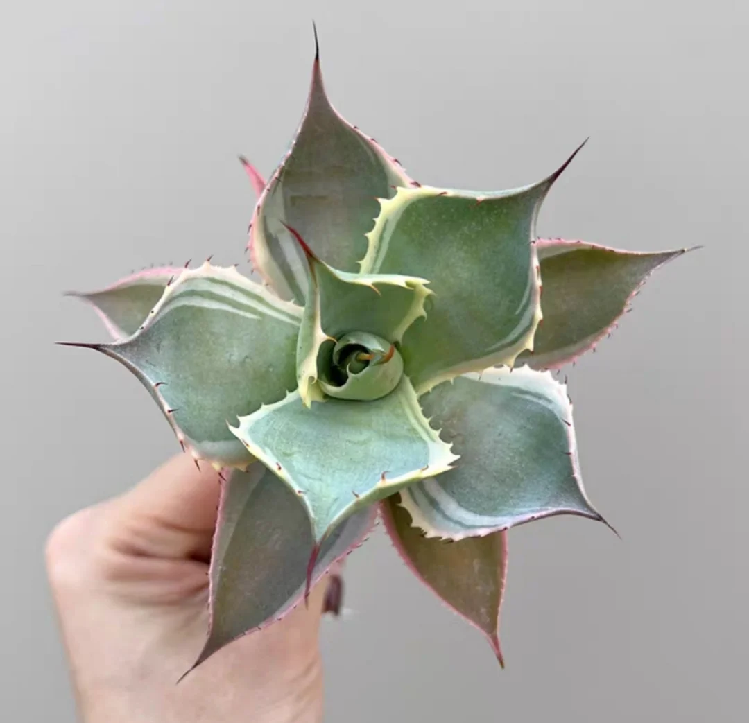 plant Aeonium Echeveria Haworthia  Caudex  Lithops Cactus  Agave 