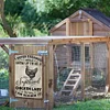 Chicken - Vintage Metal Signs(12*16Inch) - Chicken