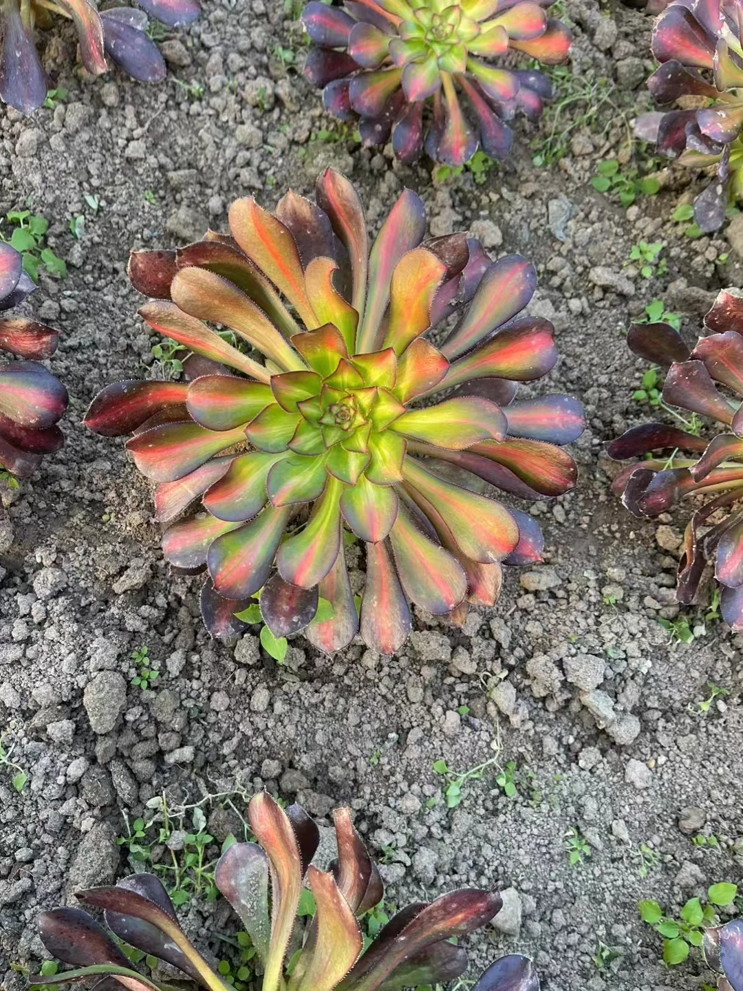 plant Aeonium Echeveria Haworthia  Caudex  Lithops Cactus  Agave 