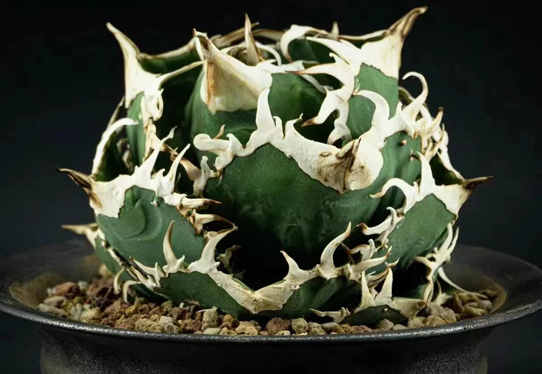 fk18.Agave Titanota ‘Chasing Star' 6cm/Agave plants/ Succulent plants / Garden landscape / Carefully select healthy plants