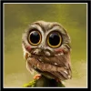 Cute Owl  | Full Round Diamond Painting Kits