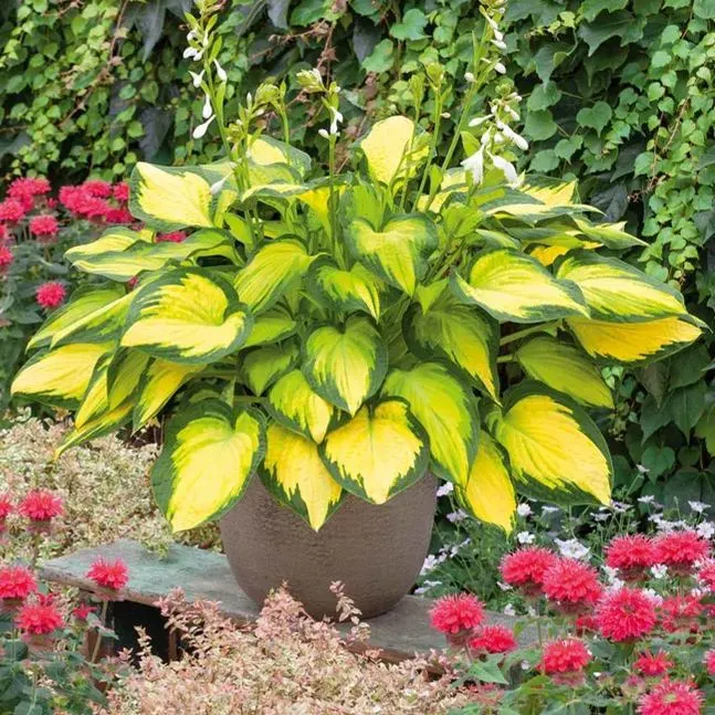 🪴Premium Hosta Seeds for Lush Shade Gardens