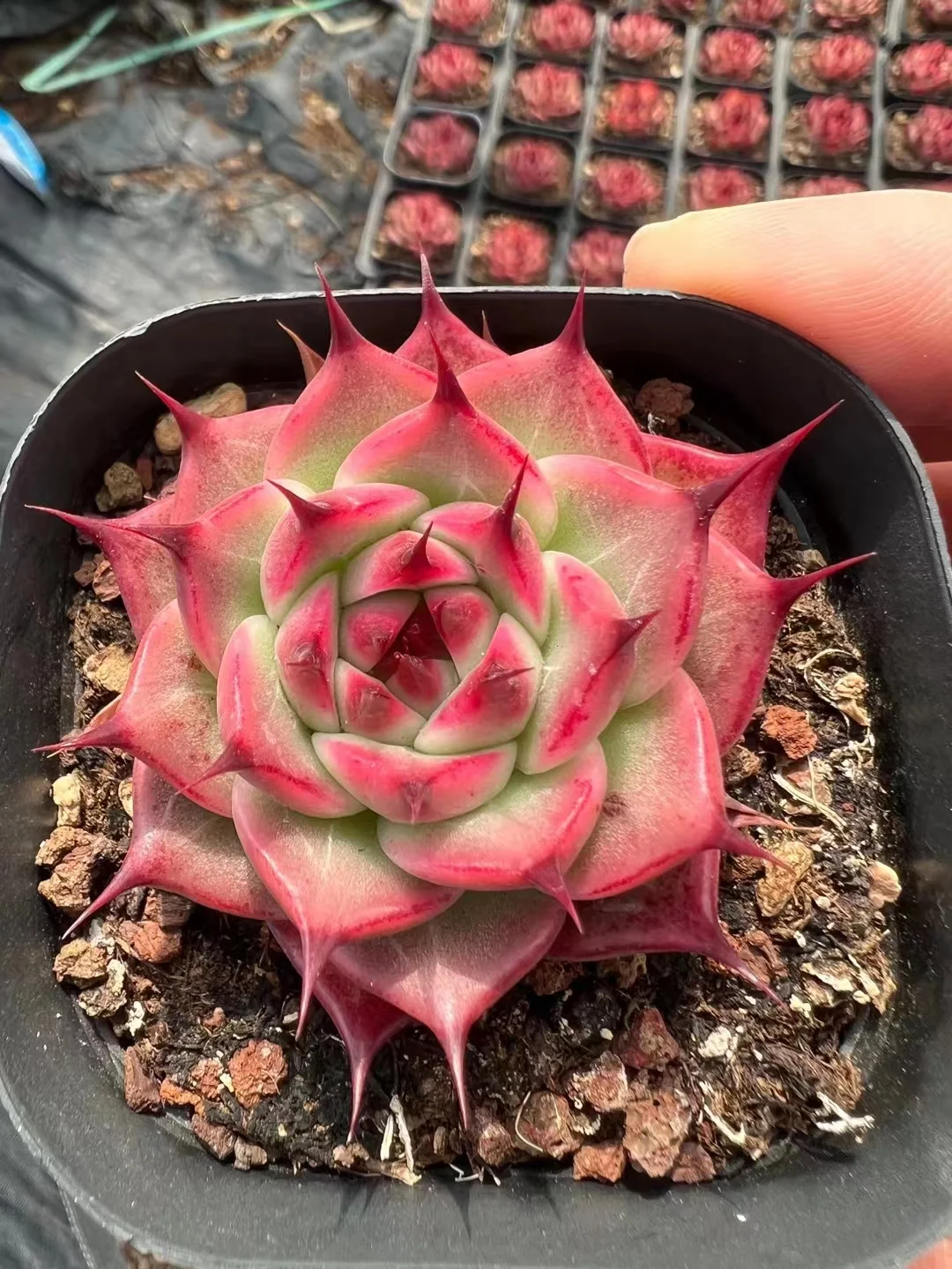 plant Aeonium Echeveria Haworthia  Caudex  Lithops Cactus  Agave 