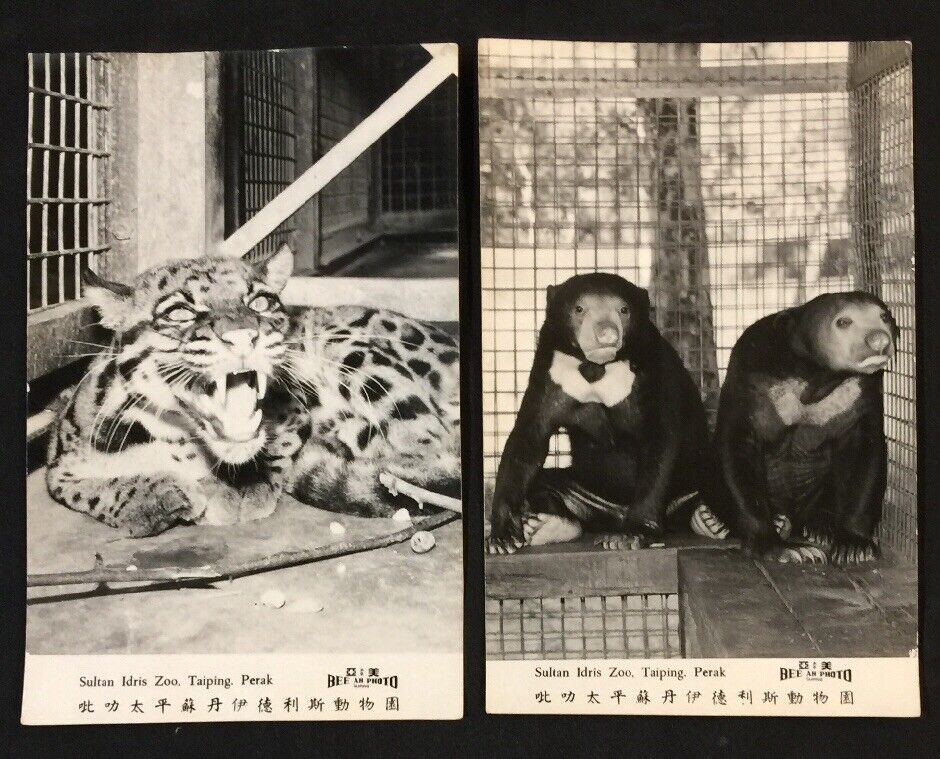 vintage Sultan Idris Zoo Malaya Taiping Perak Photo Poster painting x 2 吡叻太平蘇丹伊德利斯動物園