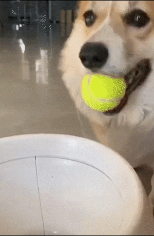 IPaw automatic tennis ball launcher thrower for dogs