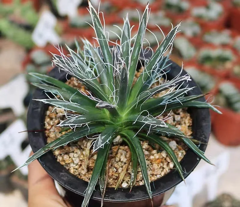 hts33.Agave tomeyana spp.bella 10-12cm/Agave plants / Succulent plants / Garden landscape / Carefully select healthy plants