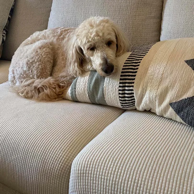 Magic Sofa Cover - Modern