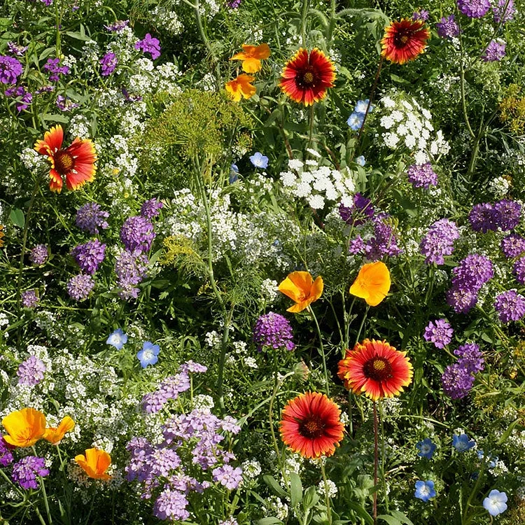 Beneficial Bug Haven Wildflower Seed Mix