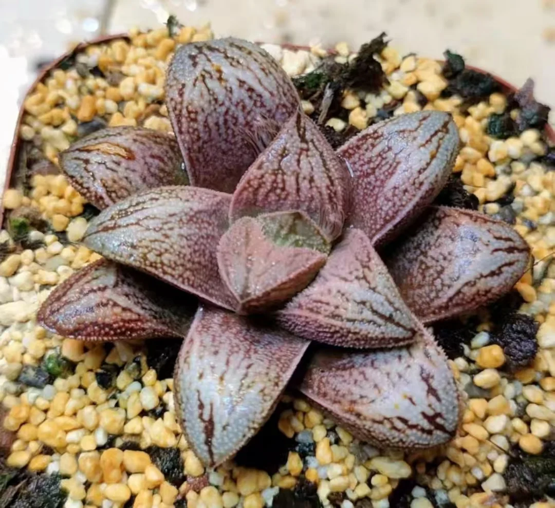 plant Aeonium Echeveria Haworthia  Caudex  Lithops Cactus  Agave 