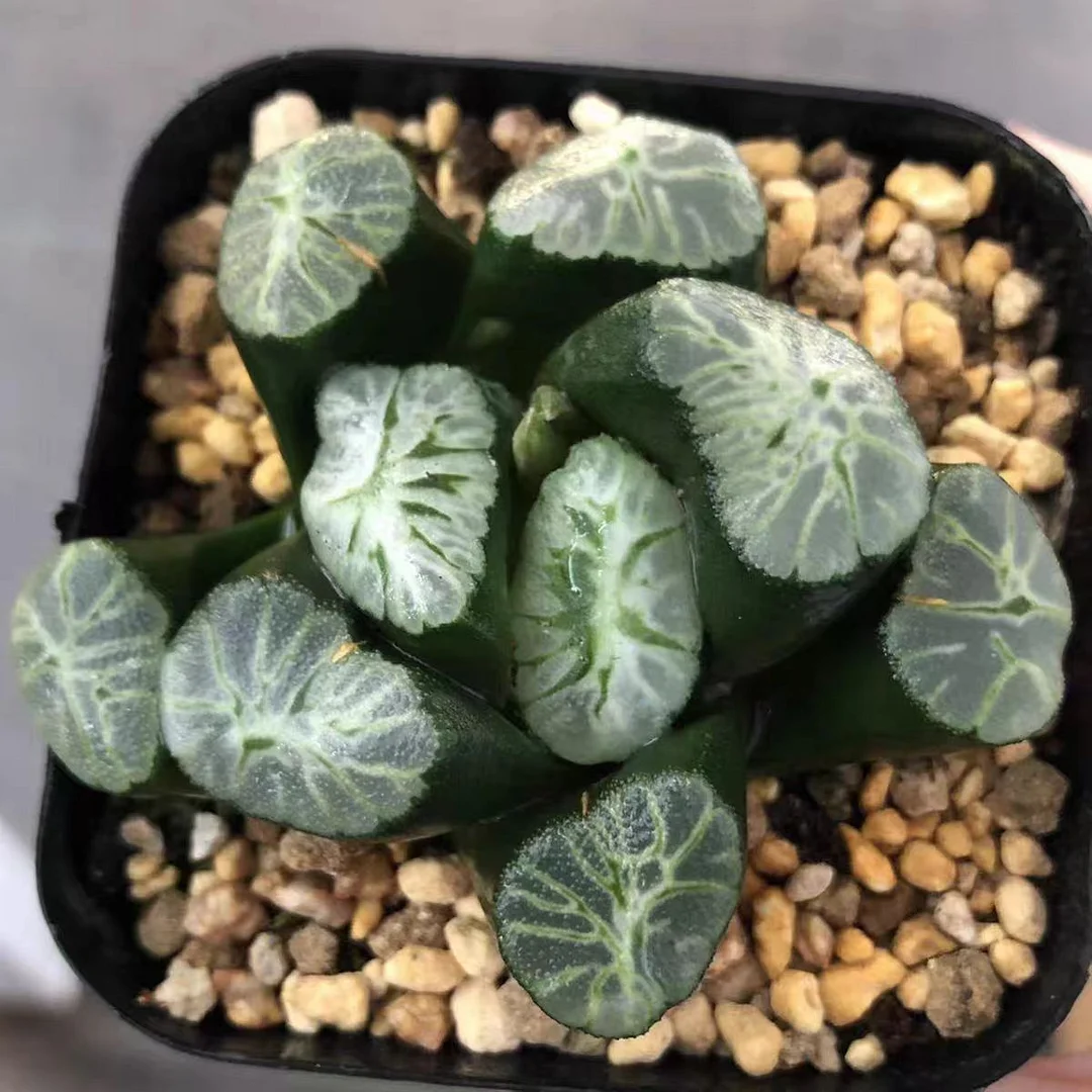 cy11.HAWORTHIA MAUGHANII 'RAINBOW 5-6cm/ Haworthia/ Succulent plants / Garden landscape / Carefully select healthy plants
